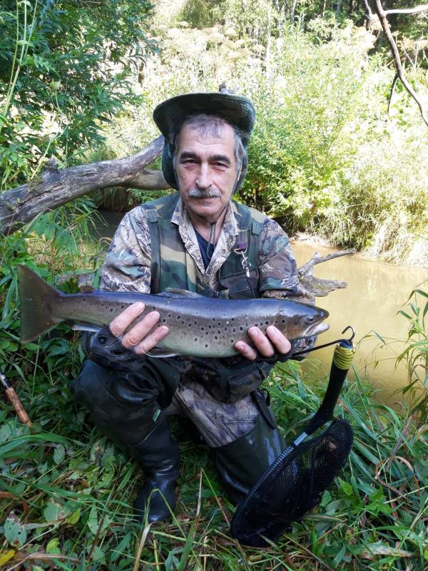 Рыболовный отчет по рыбе: Форель ручьевая