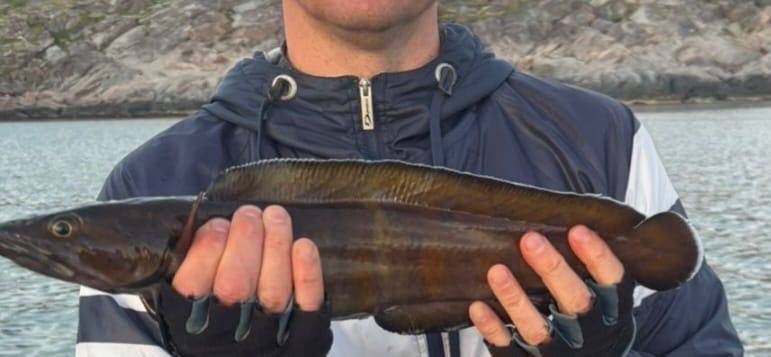 Рыболовный отчет по рыбе: Налим