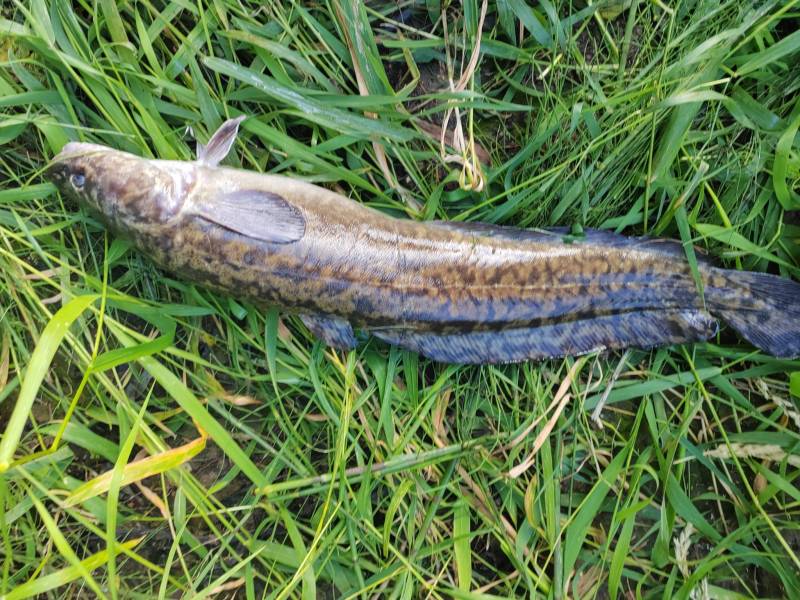 Рыболовный отчет по рыбе: Налим