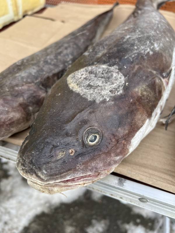 Рыболовный отчет по рыбе: Налим