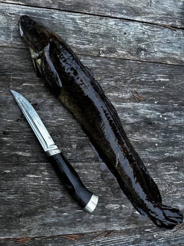 Рыболовный отчет по рыбе: Налим