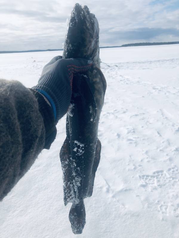 Рыболовный отчет по рыбе: Налим