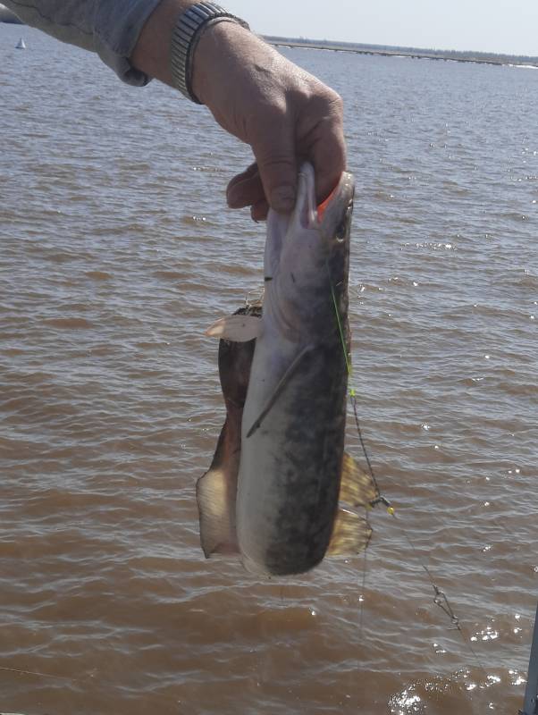 Рыболовный отчет по рыбе: Налим