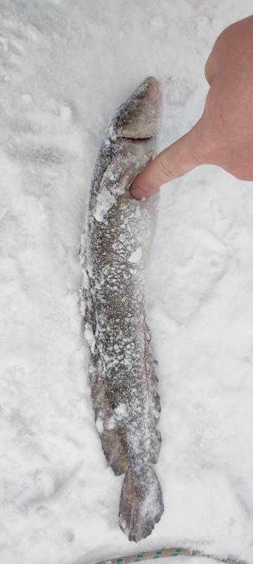 Рыболовный отчет по рыбе: Налим