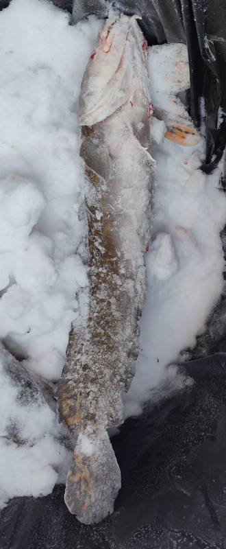 Рыболовный отчет по рыбе: Налим