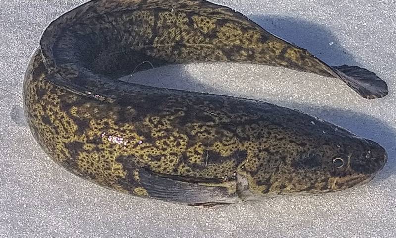 Рыболовный отчет по рыбе: Налим