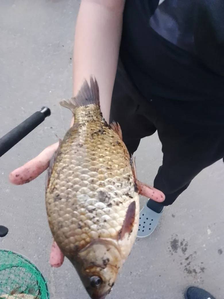 Рыболовный отчет по рыбе: Карась