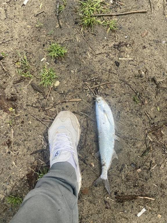 Рыболовный отчет по рыбе: Чехонь