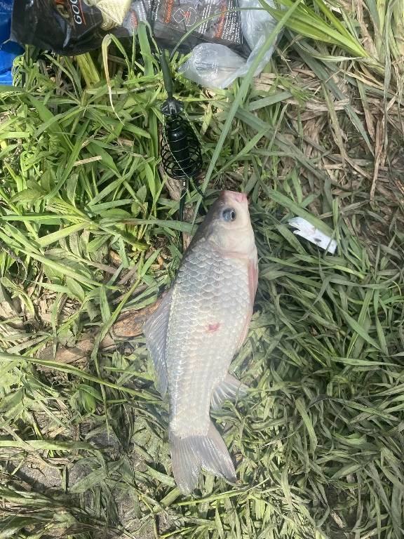 Рыболовный отчет по рыбе: Карась