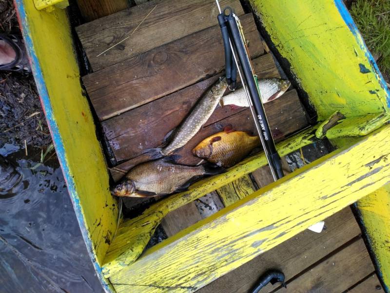 Фотоотчет по рыбе: Щука, Карась, Лещ. Место рыбалки: Бокситогорский район