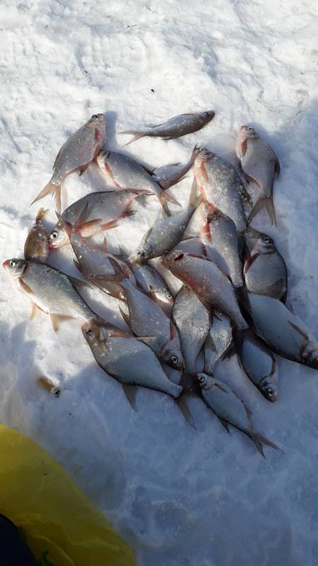 Фотоотчет по рыбе: Лещ. Место рыбалки: Удмуртская Республика