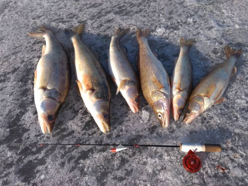 Фотоотчет по рыбе: Судак. Место рыбалки: Удмуртская Республика