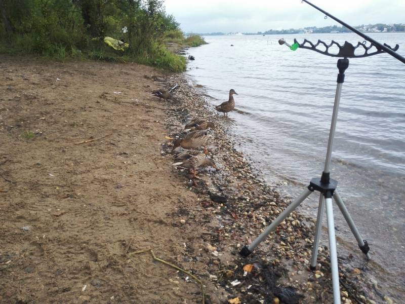 Фотоотчет с рыбалки. Место: Костромская область