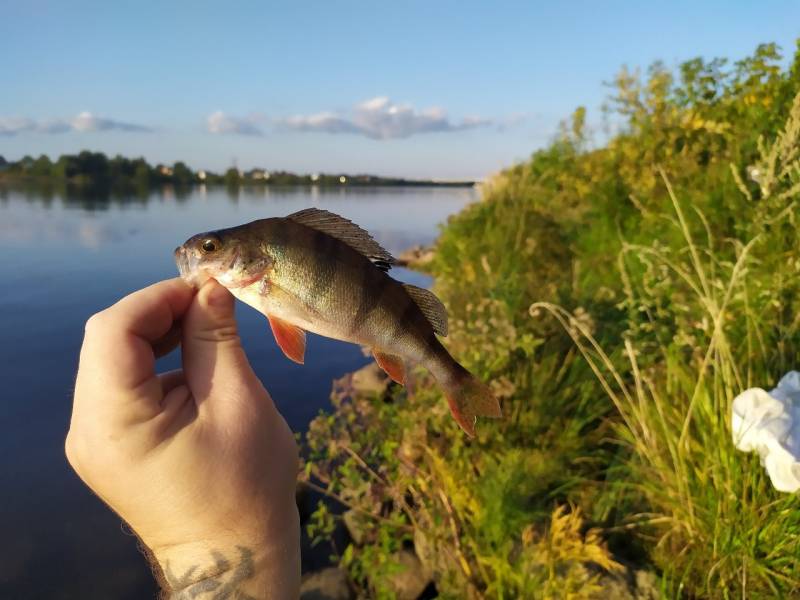 Фотоотчет с рыбалки. Место: Иваньковское водохранилище