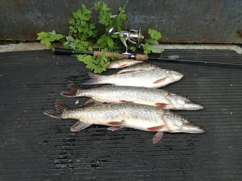 Фотоотчет по рыбе: Щука, Окунь, Жерех. Место рыбалки: Москва