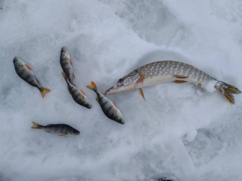 Фотоотчет по рыбе: Щука, Окунь. Место рыбалки: Владимирская область