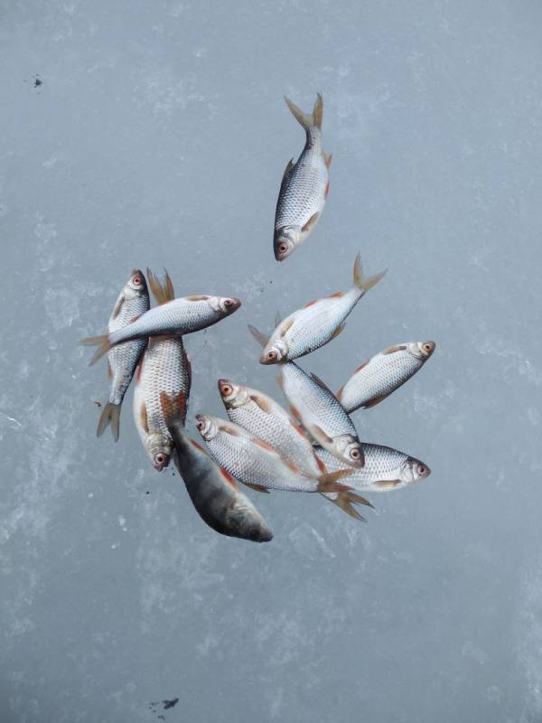 Фотоотчет по рыбе: Окунь, Плотва. Место рыбалки: озеро Урвановское