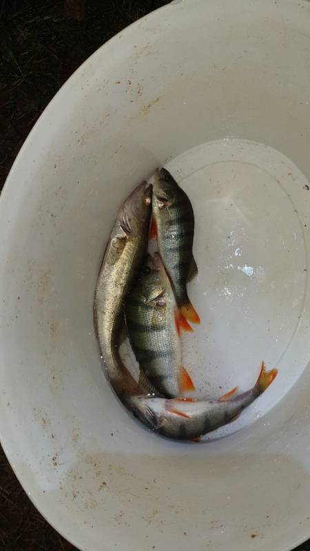 Фотоотчет по рыбе: Окунь, Судак. Место рыбалки: Свердловская область