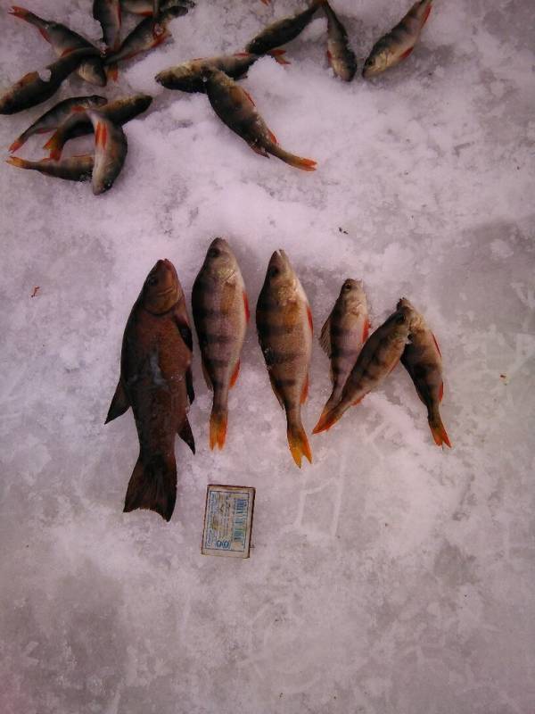Фотоотчет по рыбе: Окунь, Линь. Место рыбалки: Барятинский район