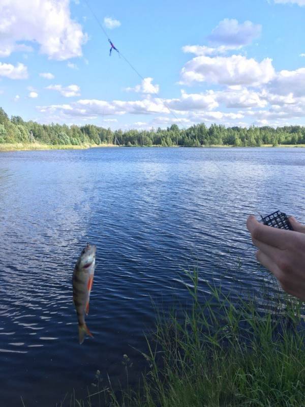 Фотоотчет с рыбалки. Место: Ломоносовский район