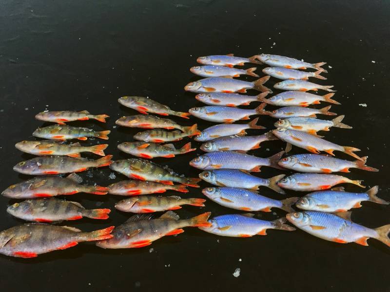 Фотоотчет с рыбалки. Место: Владимирская область