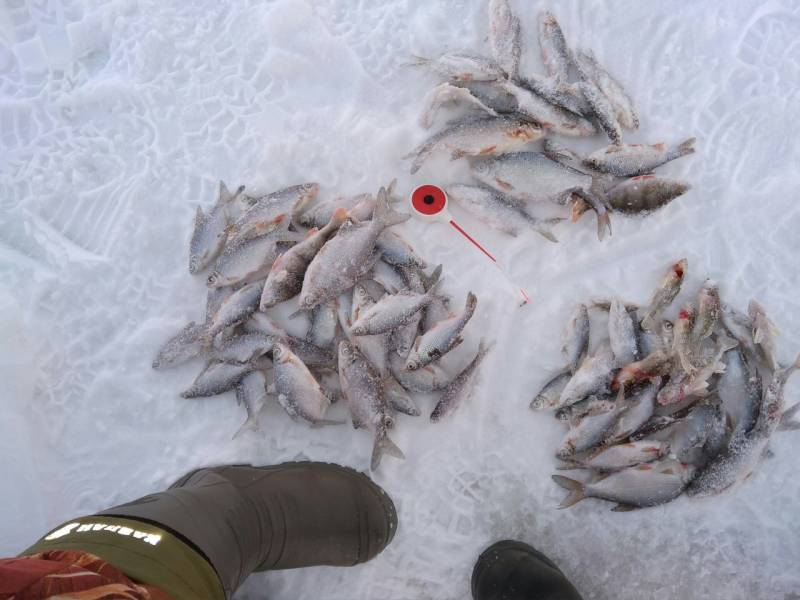 Фотоотчет по рыбе: Густера, Окунь, Плотва. Место рыбалки: озеро Урвановское