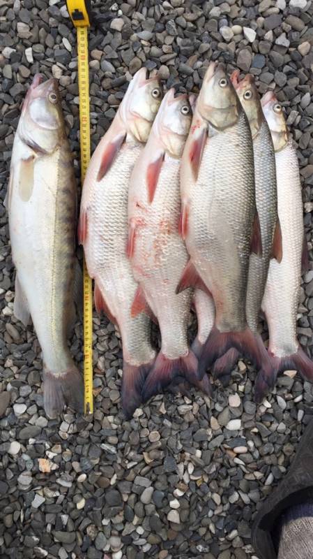 Фотоотчет с рыбалки. Место: Лиманский район