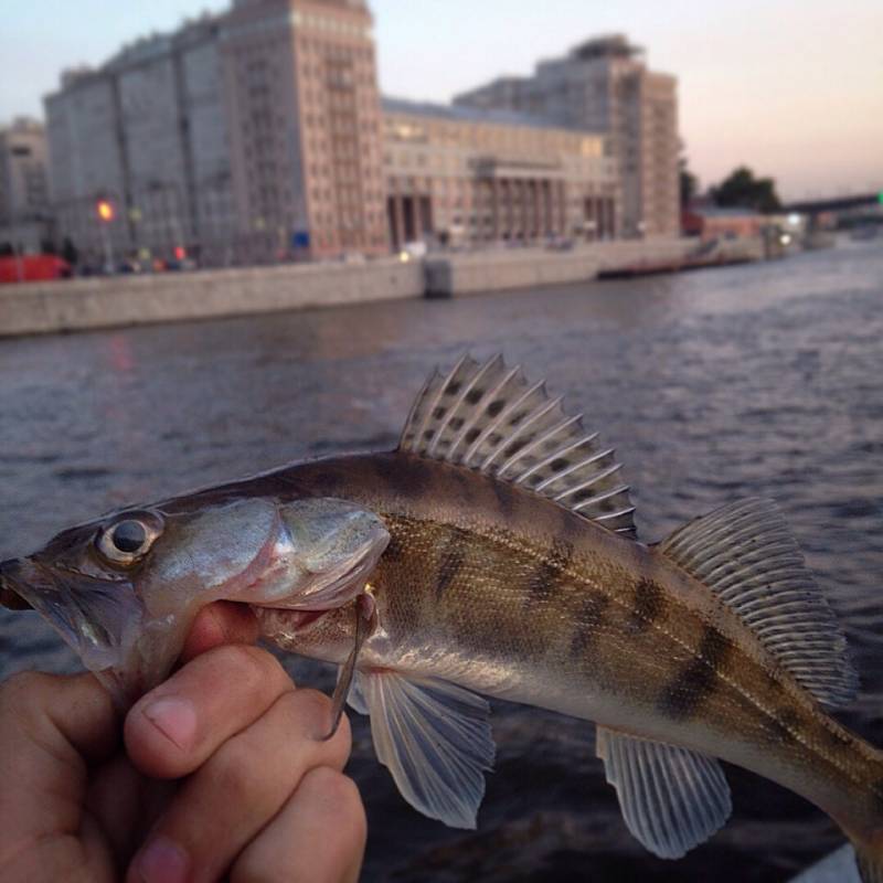 Фотоотчет с рыбалки. Место: Москва