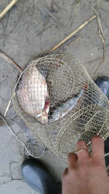 Фотоотчет с рыбалки. Место: Тамбовская область