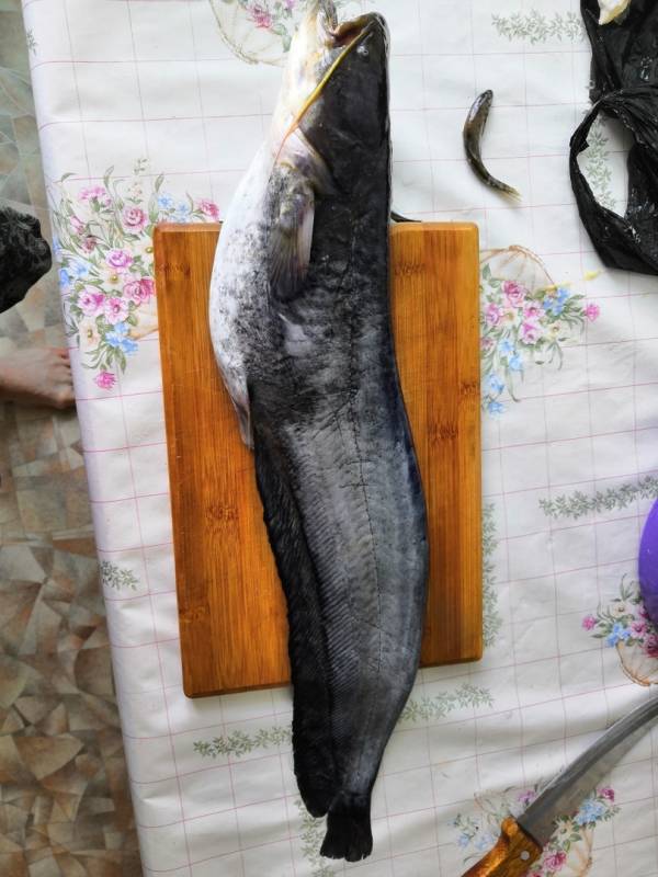 Фотоотчет по рыбе: Сом. Место рыбалки: Забайкальский край