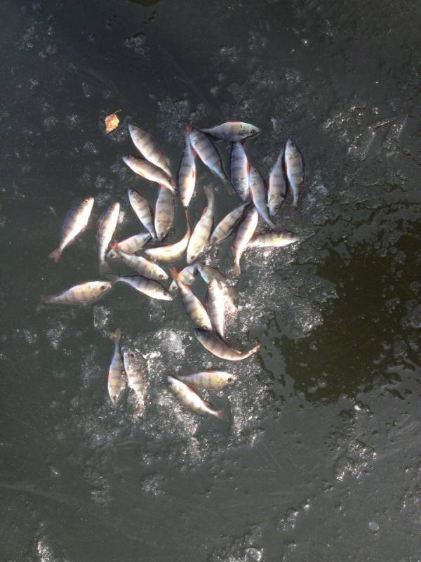 Фотоотчет по рыбе: Окунь. Место рыбалки: Калужская область