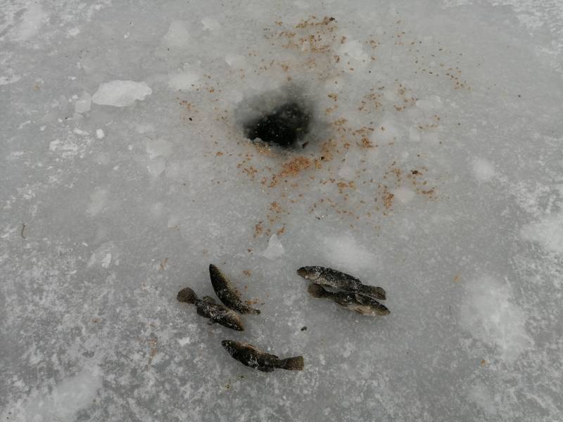 Фотоотчет по рыбе: Ротан. Место рыбалки: Черноисточинск