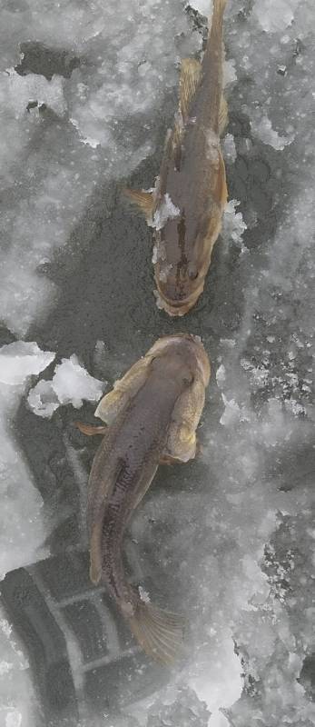 Фотоотчет с рыбалки. Место: Томский район