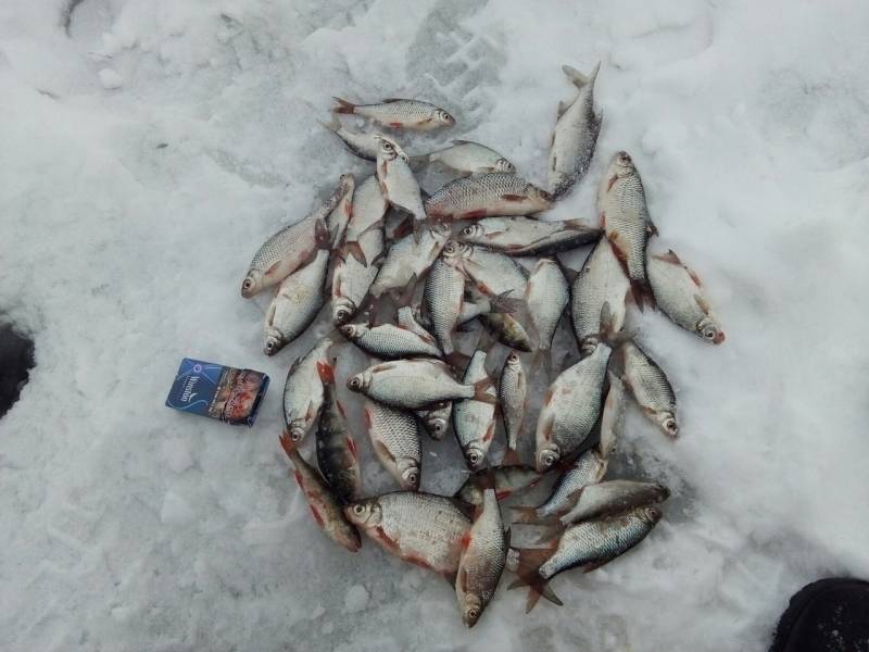 Фотоотчет по рыбе: Красноперка, Окунь, Плотва. Место рыбалки: Нижегородская область