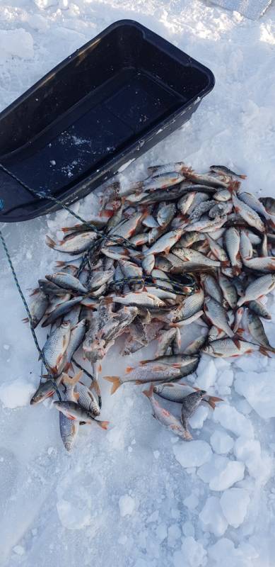 Фотоотчет по рыбе: Окунь, Плотва. Место рыбалки: Курская область