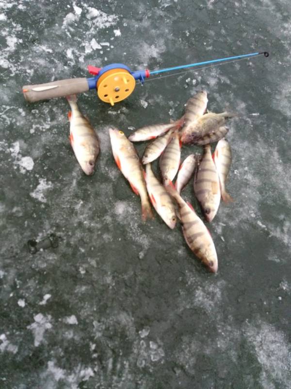 Фотоотчет по рыбе: Окунь. Место рыбалки: Сосновский район (Челябинская обл)