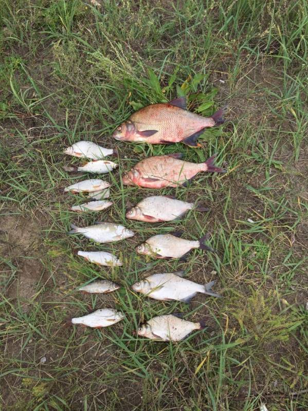 Фотоотчет по рыбе: Лещ, Плотва. Место рыбалки: Навашино (Нижегородская обл.)