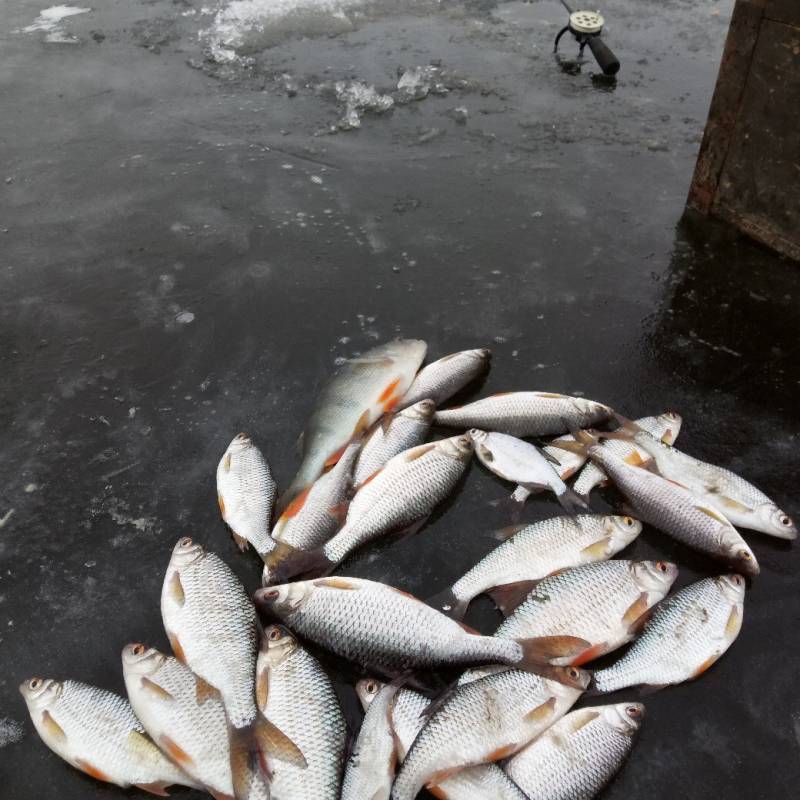 Фотоотчет по рыбе: Окунь, Плотва. Место рыбалки: Астраханская область