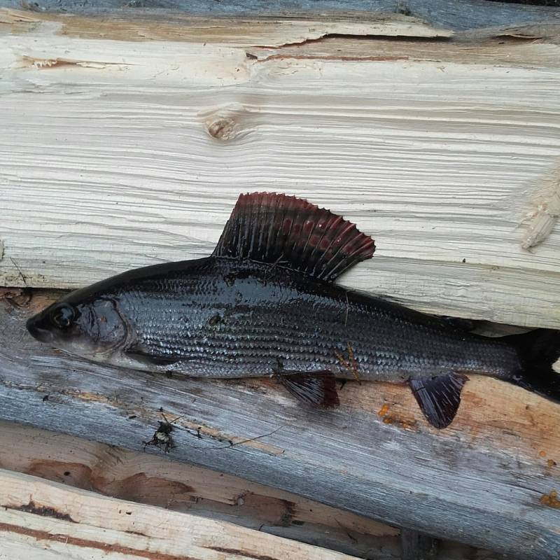 Фотоотчет по рыбе: Хариус. Место рыбалки: Мурманская область