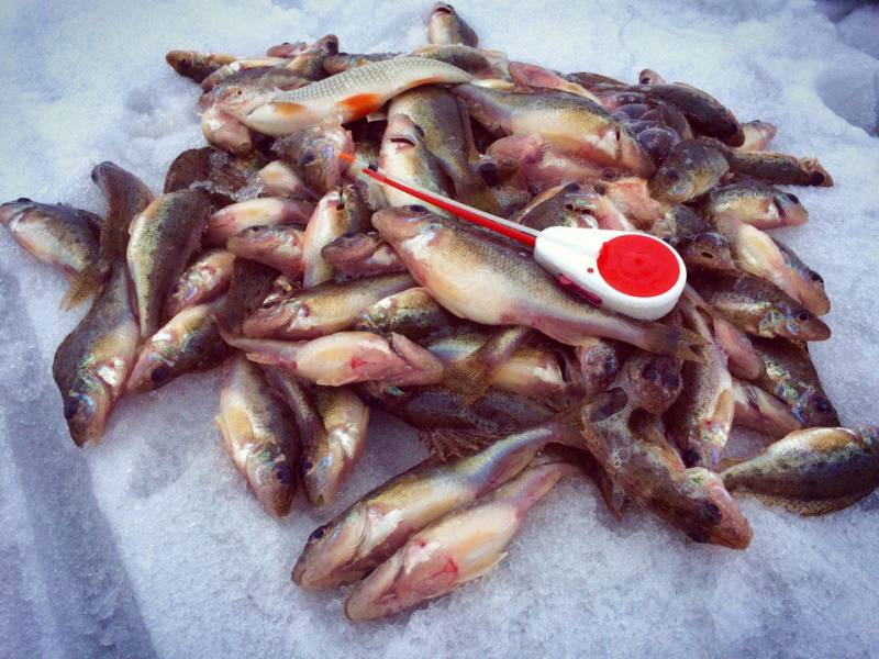 Фотоотчет по рыбе: Ерш. Место рыбалки: Новосибирская область