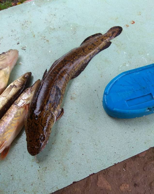 Фотоотчет по рыбе: Щука, Налим. Место рыбалки: Тверская область