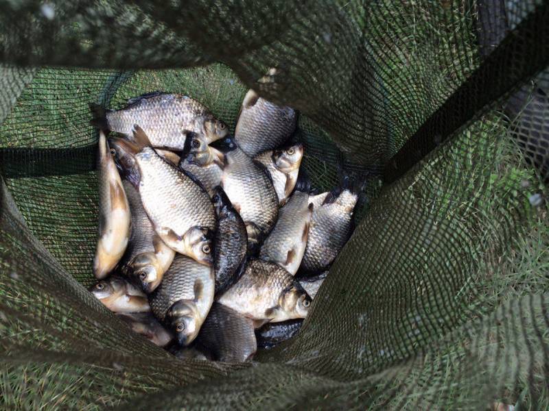 Фотоотчет по рыбе: Карась. Место рыбалки: Десногорское водохранилище
