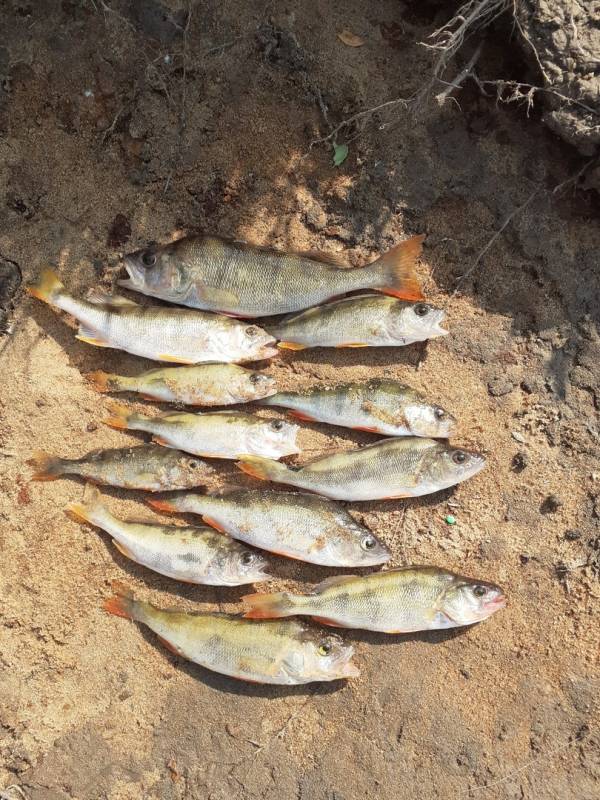 Фотоотчет по рыбе: Окунь. Место рыбалки: Тульская область