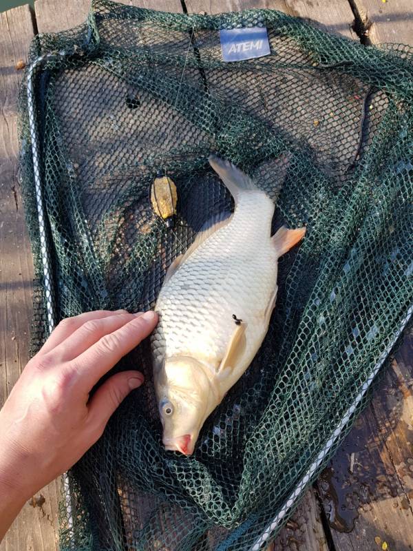 Фотоотчет по рыбе: Карп. Место рыбалки: Калужская область