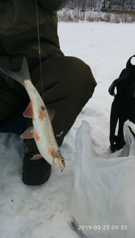 Фотоотчет по рыбе: Елец. Место рыбалки: Томская область