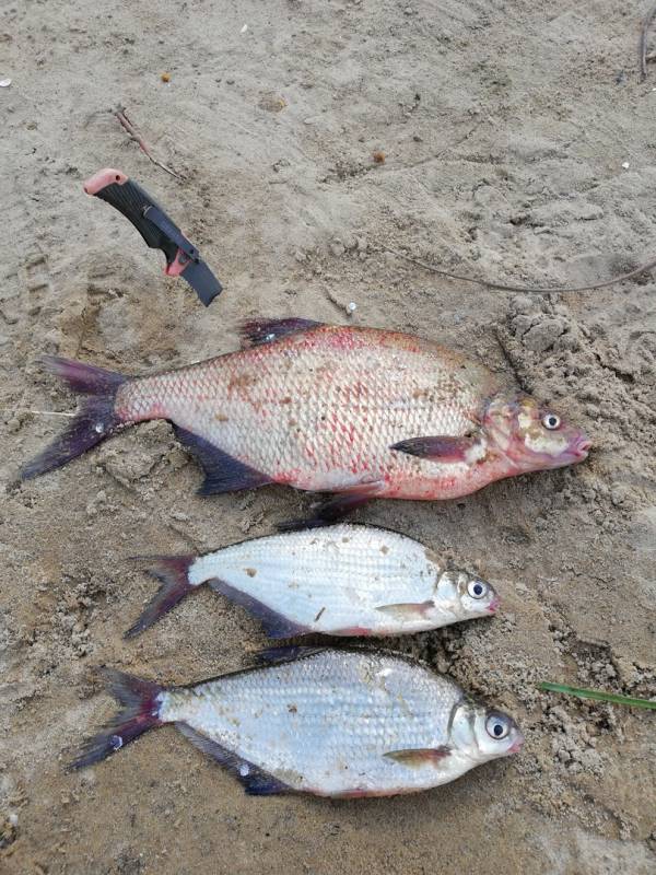 Фотоотчет по рыбе: Белоглазка, Лещ, Синец. Место рыбалки: Тульская область