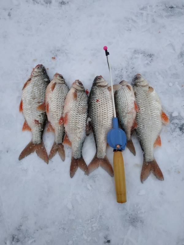Фотоотчет по рыбе: Плотва. Место рыбалки: Тульская область
