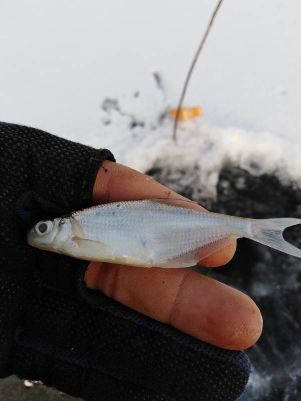 Фотоотчет по рыбе: Синец. Место рыбалки: Тульская область