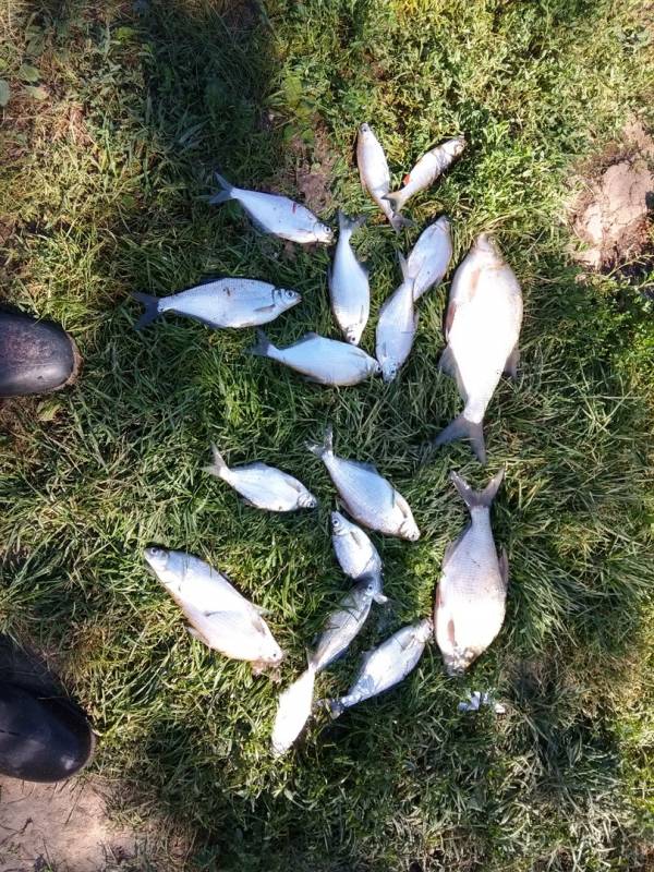 Фотоотчет по рыбе: Белоглазка, Лещ, Синец. Место рыбалки: Тульская область