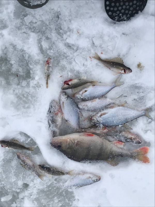 Фотоотчет по рыбе: Белоглазка, Ерш, Окунь. Место рыбалки: Калужская область